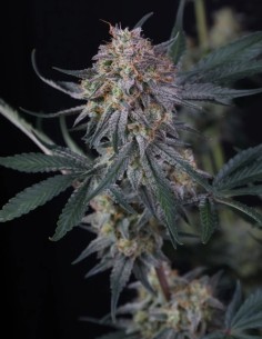 Graines de Lemon Tree Auto (FastBuds) 🍋 Agrumes et THC Élevé