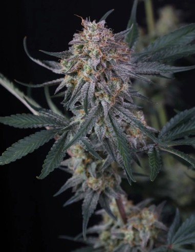 Graines de Lemon Tree Auto (FastBuds) 🍋 Agrumes et THC Élevé