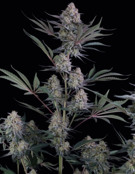 Graines de Lemon Tree Auto (FastBuds) 🍋 Agrumes et THC Élevé