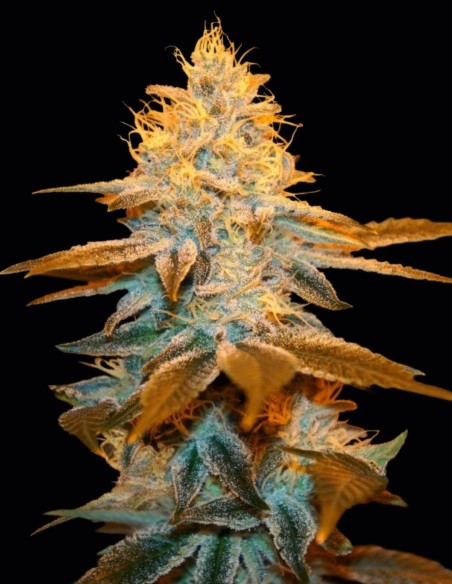 Semi di Strawberry Glue (T.H. Seeds) 🍓 Dolce Potenza