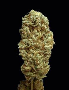 Strawberry Glue Seeds (T.H. Seeds) 🍓 Sweet Power 2