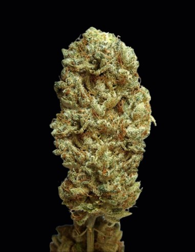 Semi di Strawberry Glue (T.H. Seeds) 🍓 Dolce Potenza
