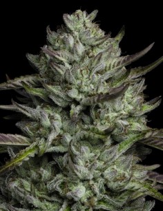 Redemption Seeds (Humboldt Seed Company) 🌲 Pine Power