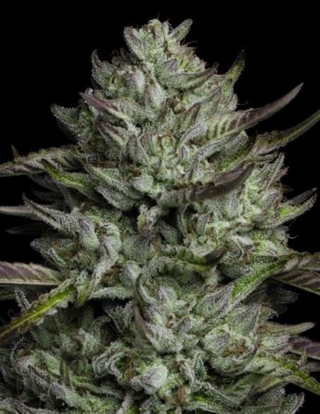 Redemption Seeds (Humboldt Seed Company) 🌲 Pine Power