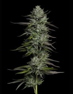 Redemption Seeds (Humboldt Seed Company) 🌲 Pine Power 2