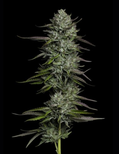 Redemption Seeds (Humboldt Seed Company) 🌲 Pine Power