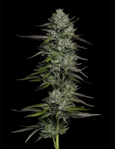 Redemption Seeds (Humboldt Seed Company) 🌲 Pine Power