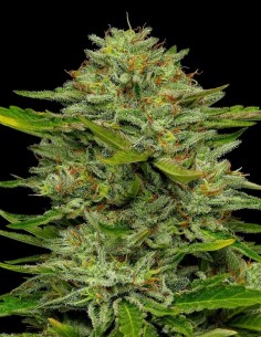 Semi di One Love (Humboldt Seed Company) 🌿 Alta Produzione