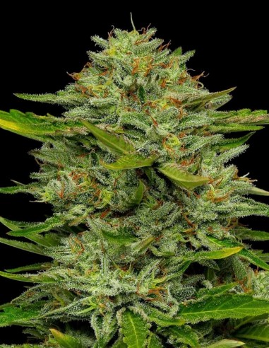 Semi di One Love (Humboldt Seed Company) 🌿 Alta Produzione