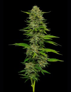 Semi di One Love (Humboldt Seed Company) 🌿 Alta Produzione 2