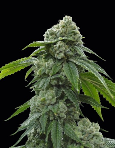 Biker Kush Regular Samen (Karma Genetics) 💥 Kraftvolle OG