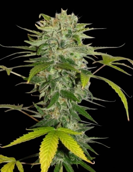 Graines Cristal Limit (KC Brains) 🌿 Facile et Très Productive