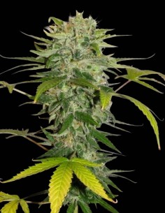 Cristal Limit Regular Samen (KC Brains) 🌿 Starker Hybrid