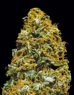 Cristal Paradise Samen (KC Brains) 🌴 Tropischer Boost