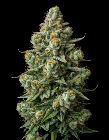 Semi Afghan Regular (Bulk Legacy) 🌿 Potenza Indica