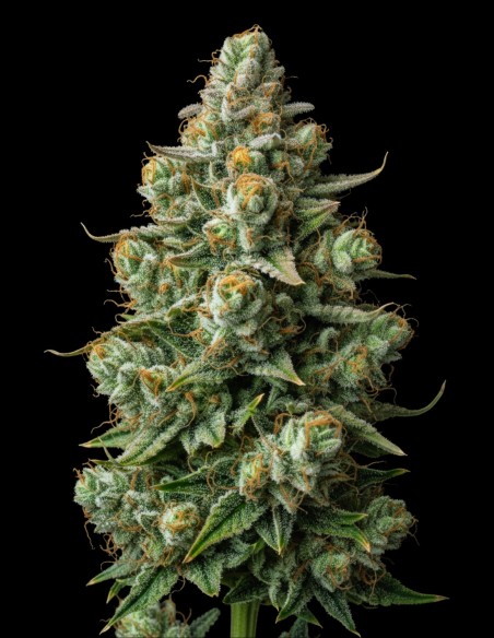 Semi Afghan Regular (Bulk Legacy) 🌿 Potenza Indica