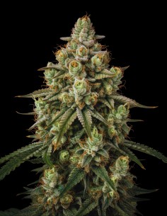 Semi AK-47 Regular (Bulk Legacy) 🌿 Ibrido Leggendario