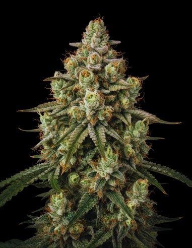 Semi AK-47 Regular (Bulk Legacy) 🌿 Ibrido Leggendario