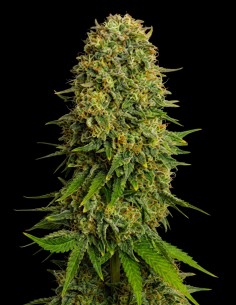 Semi Amnesia Regular (Bulk Legacy) 🌿 Sballo Leggendario