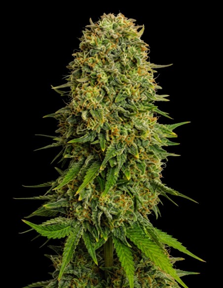 Graines Amnesia Regular (Bulk Legacy) 🌿 Euphorie Légendaire