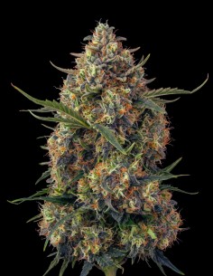 Black Domina Regular Samen (Bulk Legacy) 🌿 Reine Indica