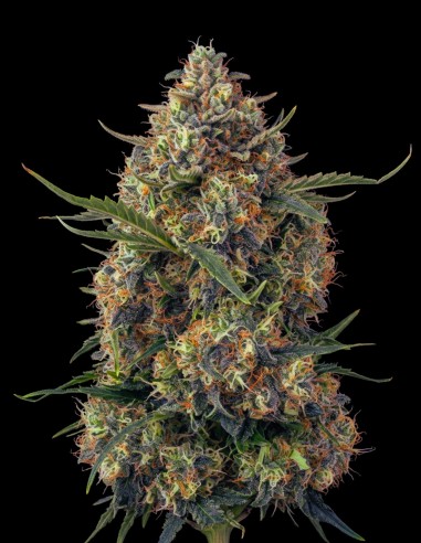 Black Domina Regular Samen (Bulk Legacy) 🌿 Reine Indica
