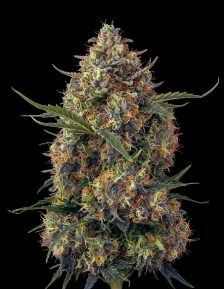 Black Domina Regular Samen (Bulk Legacy) 🌿 Reine Indica