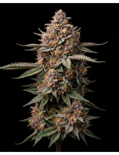 Blueberry Regular Seeds (Bulk Legacy) 🍒 Sweet Relaxing
