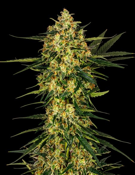 Cheese Regular Samen (Bulk Legacy) 🧀 Skunk-Klassiker
