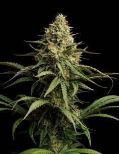 Graines Critical Regular (Bulk Legacy) 🌿 Rendements Massifs