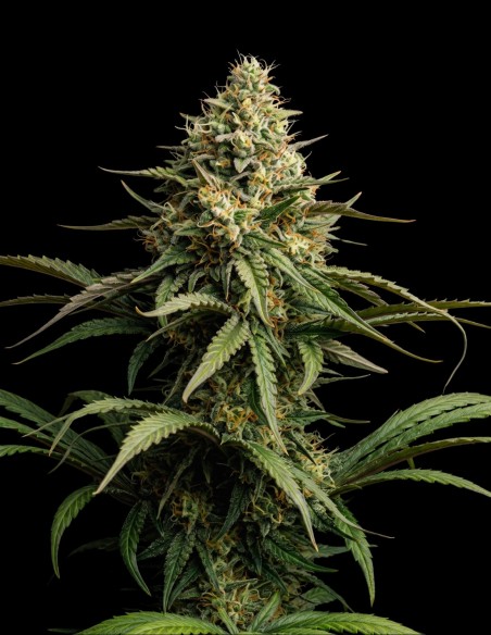 Graines Critical Regular (Bulk Legacy) 🌿 Rendements Massifs