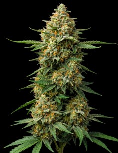 Early Skunk Regular Seeds (Bulk Legacy) 🌿 XXL Yields