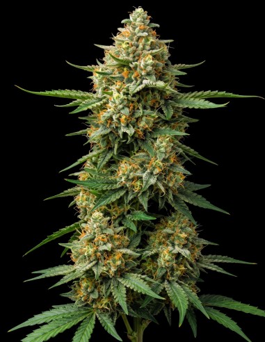 Early Skunk Regular Seeds (Bulk Legacy) 🌿 XXL Yields