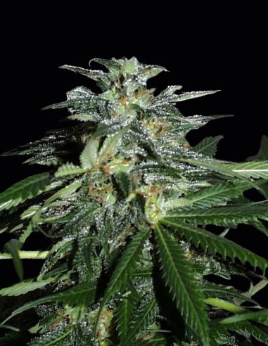 Graines Cyber Cristal (KC Brains) 🍬 Indica Sucrée