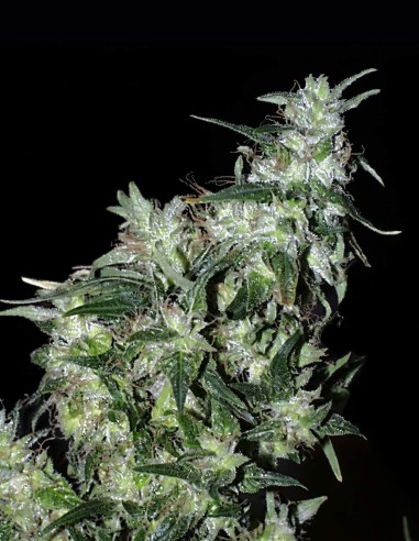 Haze Special Samen (KC Brains) 🌿 Hoher Ertrag