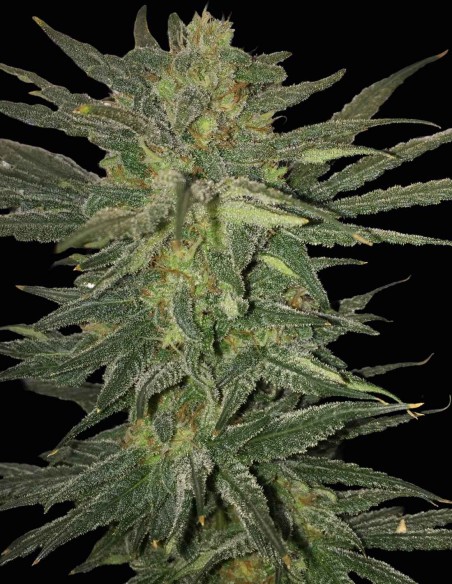 Semillas Big Bud Auto (Oaseeds Genetics) 🌿 Producción XXL