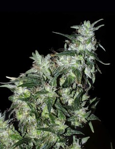 Semi Haze Special Regular (KC Brains) 🌿 Alta Resa