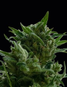 Semi KC 33 Regular (KC Brains) 🌿 Raccolti Enormi