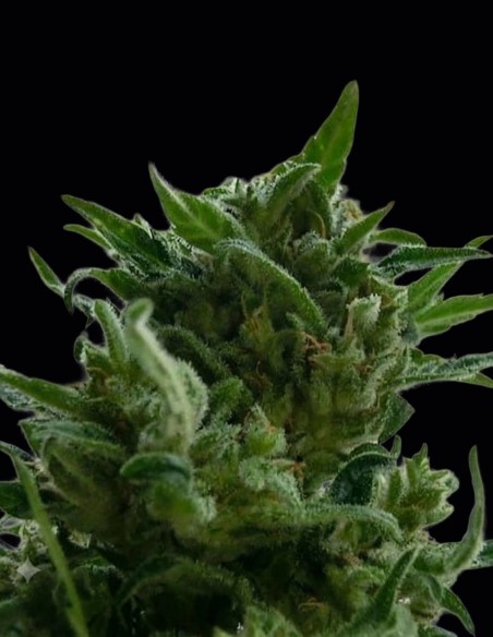 Graines KC 33 Regular (KC Brains) 🌿 Récoltes Géantes