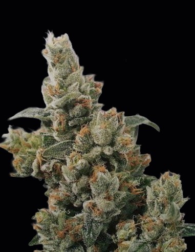 Graines KC 36 Regular (KC Brains) 🌿 Une Production Massive
