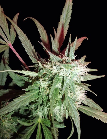 Graines KC 39 Regular (KC Brains) 🌿 Indica Puissante