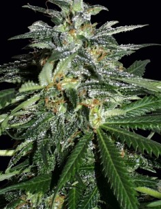 Semi KC 42 Regular (KC Brains) ⚡ Sballo Energico