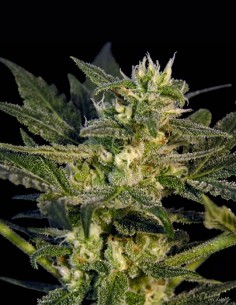 KC 45 Samen (KC Brains) 🍋 Zitronige Energie