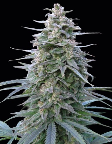 Leda Uno Samen (KC Brains) 🍋 Energetische Zitrusnote
