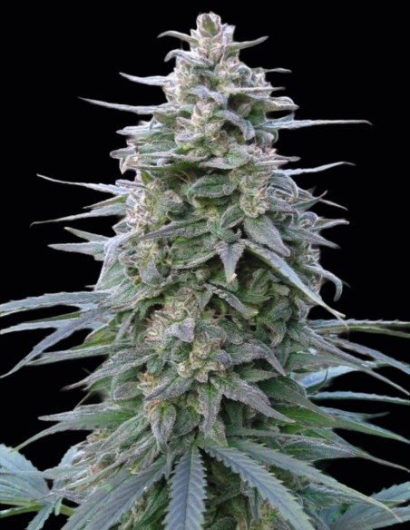 Leda Uno Samen (KC Brains) 🍋 Energetische Zitrusnote
