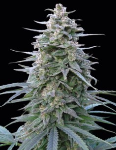 Semi Leda Uno Regular (KC Brains) 🍋 Agrume Energizzante