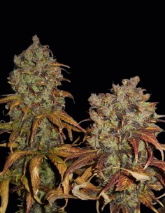 Mango Seeds (KC Brains) 🥭 Heavy Relaxing Effect