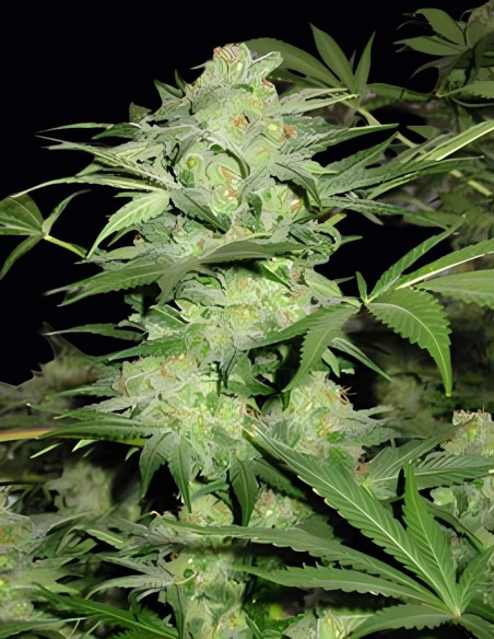 Semillas Northern Light Special (KC Brains) 💥 Índica Potente