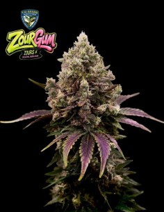 Semi di ZourGum (T.H. Seeds) 🍬 Potenza di Caramelle Aspre