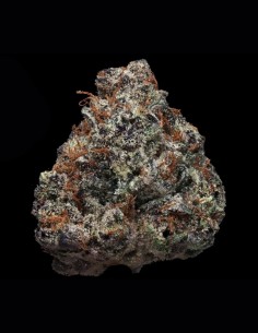 Semi di ZourGum (T.H. Seeds) 🍬 Potenza di Caramelle Aspre 2